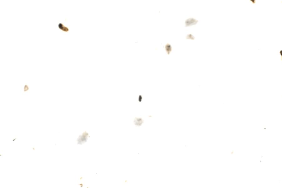Image 97